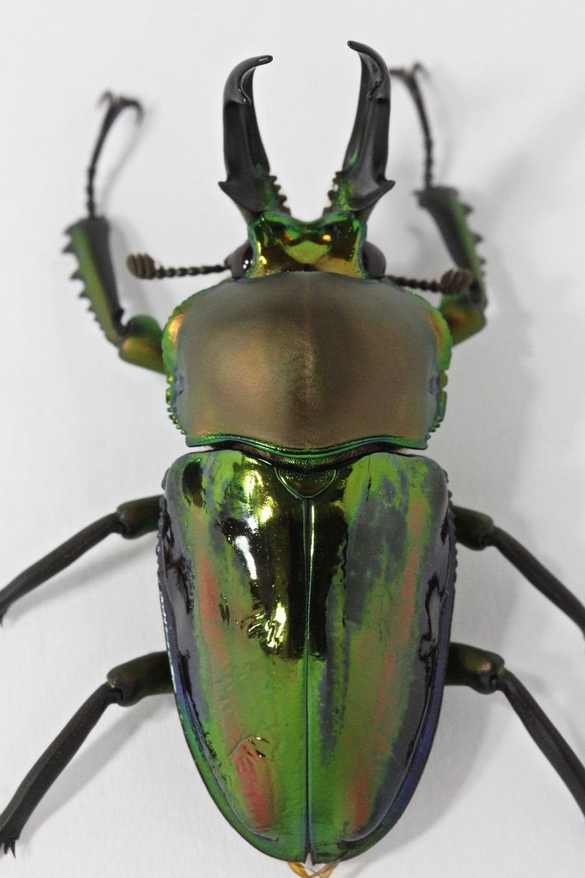 ニジイロクワガタ飼育記(ブルー血統) 3世代目紹介＆アウト1代目途中