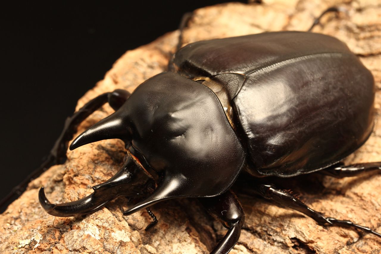 アクティオンゾウカブト飼育記 羽化ラッシュ : オオカブトの部屋