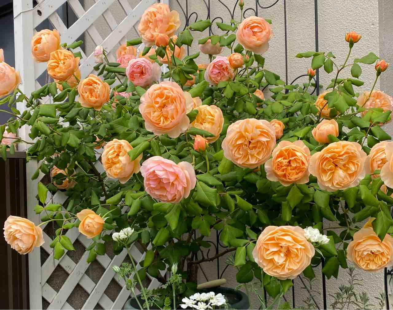 2022年 春 ロアルドダール イングリッシュローズ : ローズライフ ～ E