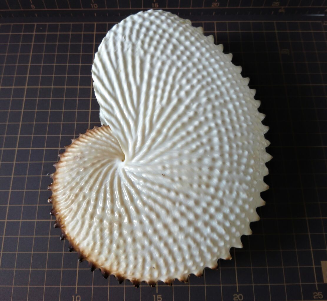 アオイガイとチリメンアオイ : 波と風の音を聴きながら～