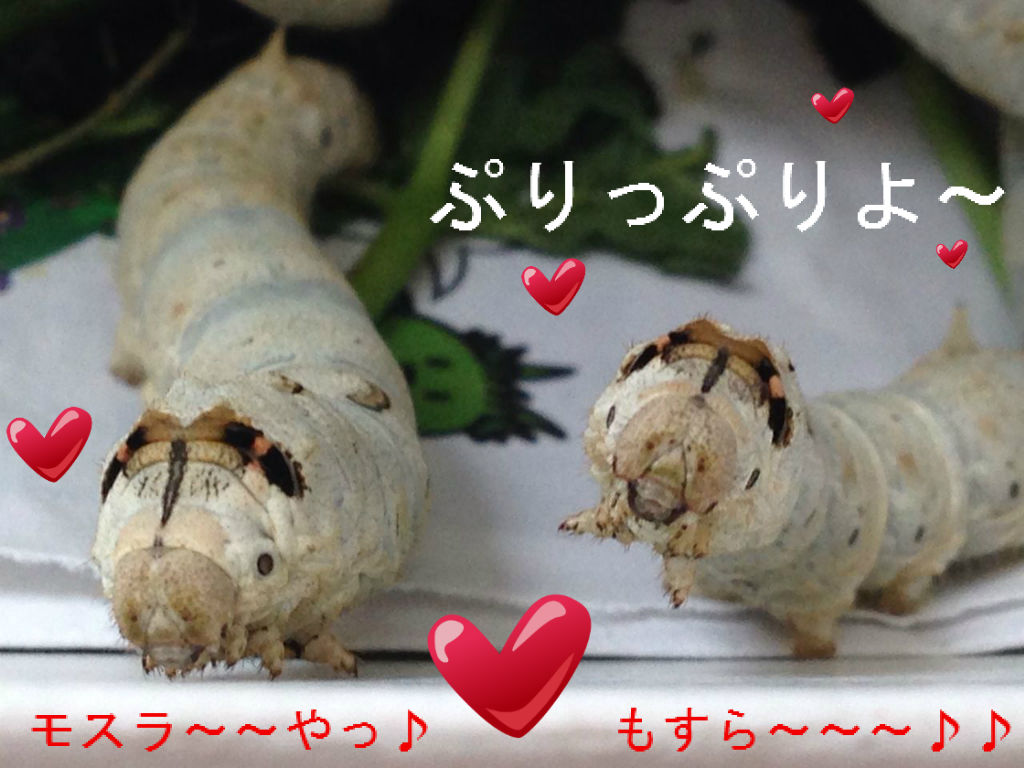 餌虫考察 その1 蚕（シルクワーム） : やもりんいもりん