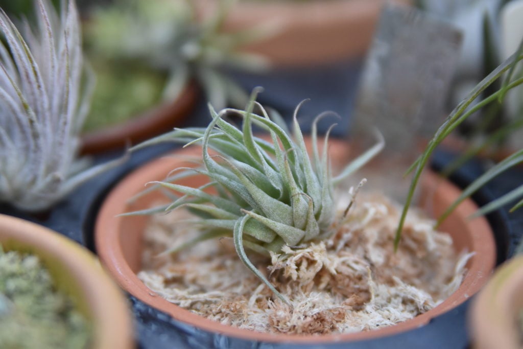 ティランジア・ロゼイフローラ × ティランジア・スプレンゲリアナの