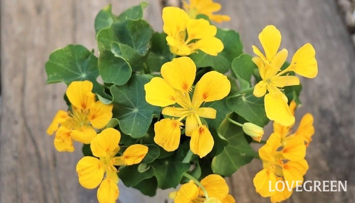 勝利」や「成功」の花言葉を持つ花 | LOVEGREEN(ラブグリーン)