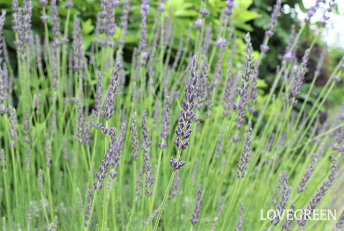 イングリッシュラベンダーの育て方・栽培方法 | LOVEGREEN(ラブグリーン)