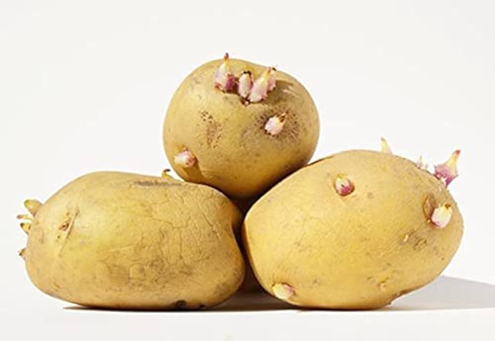 Amazon.co.jp: 種芋 インカのめざめ 北海道産 じゃがいも 10kg（正規品