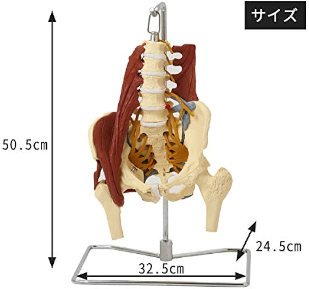 41c4SWlkTPL._AC_UF1000,