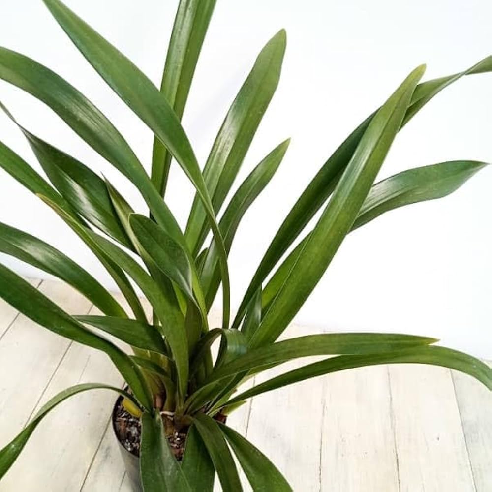 Amazon.co.jp: シンビジューム：フォアゴットンフルーツ4号ポット[蜜蜂