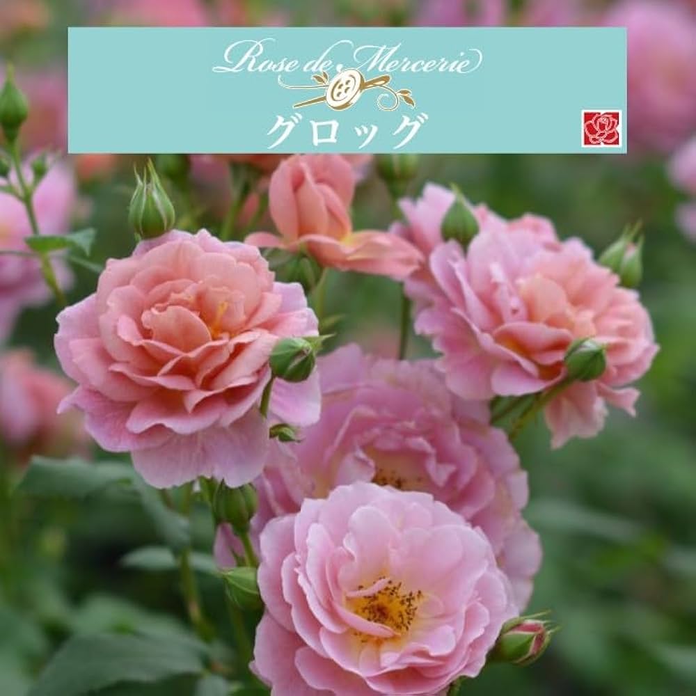 Amazon.co.jp: [ グロッグ バラ 新苗 4号鉢 ]バラ苗 鉢植え 薔薇 ばら