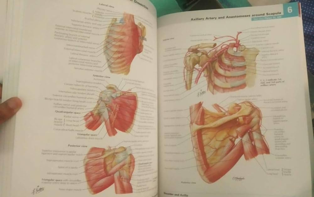 Atlas of Human Anatomy: Frank H. Netter: 9780808924517: Amazon.com