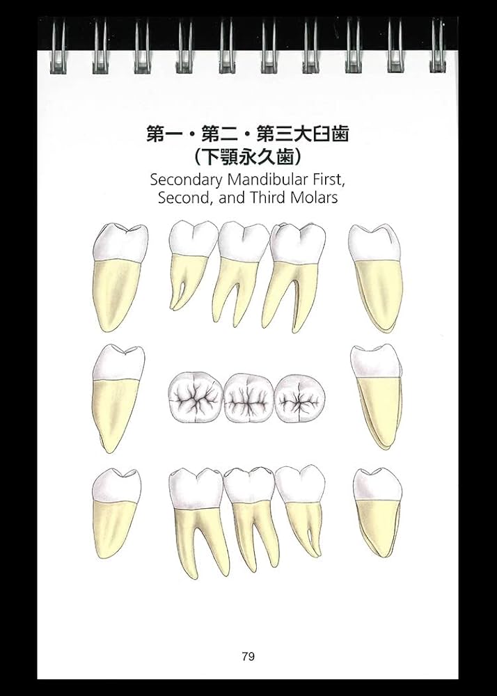 歯の形態 標本ガイド | チャールズ・J・グッドエーカー, 金 英姫 |本