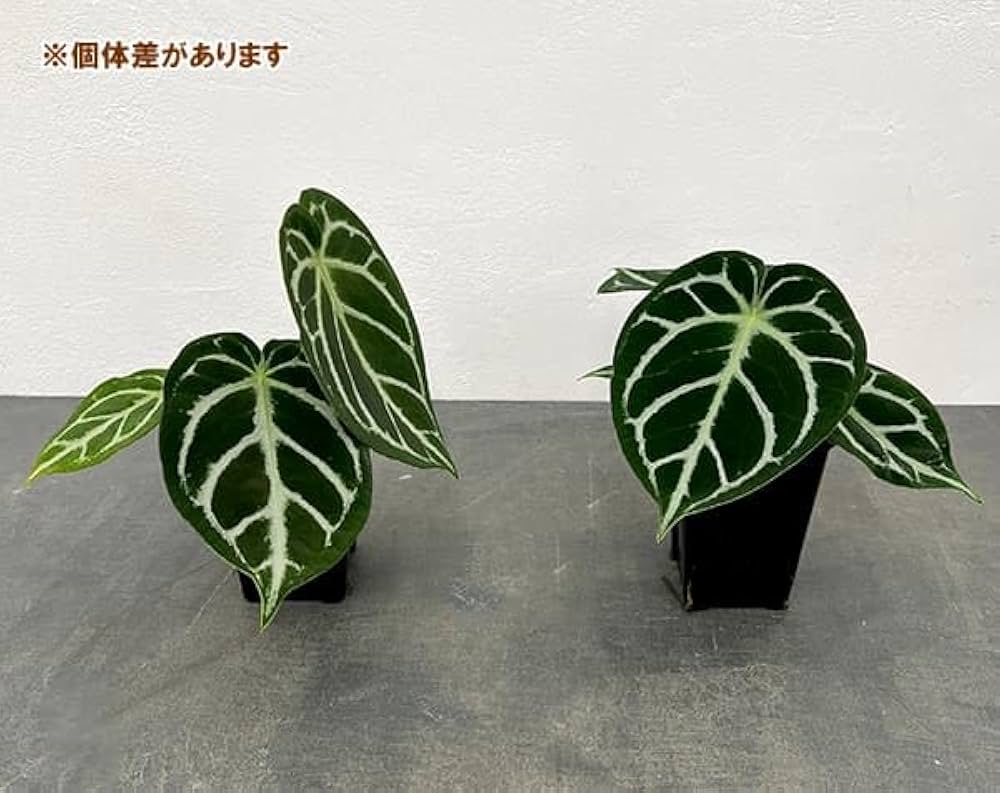 Amazon｜アンスリウム：ドラヤキ×クリスタリナム 3.5号ポット[木村園芸