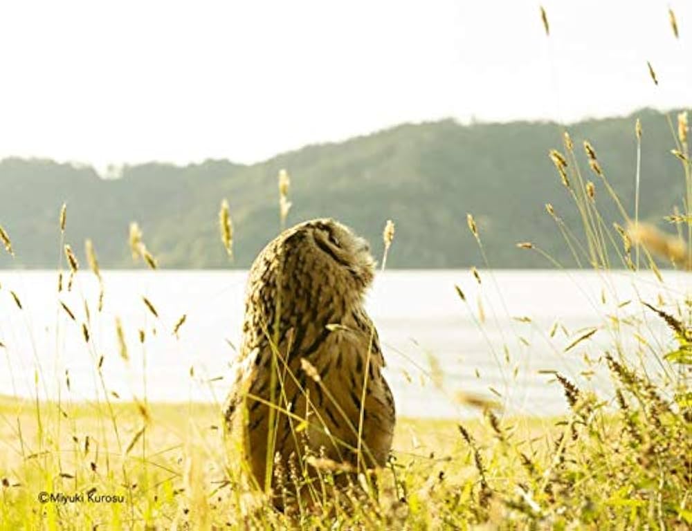 もふもふフクロウ ガルーさんの休日 | げんさん, 黒須 みゆき |本