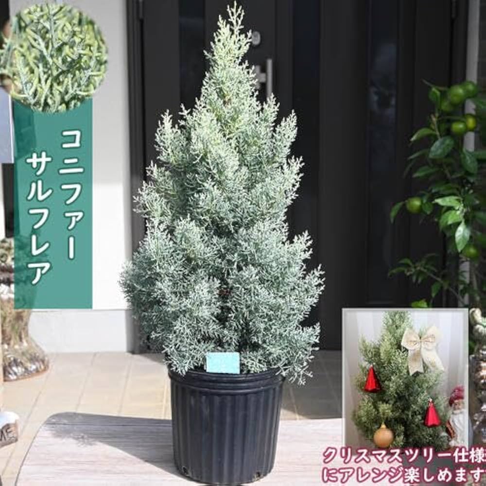 Amazon.co.jp: コニファー サルフレア 苗木 クリスマスの木 シンボル