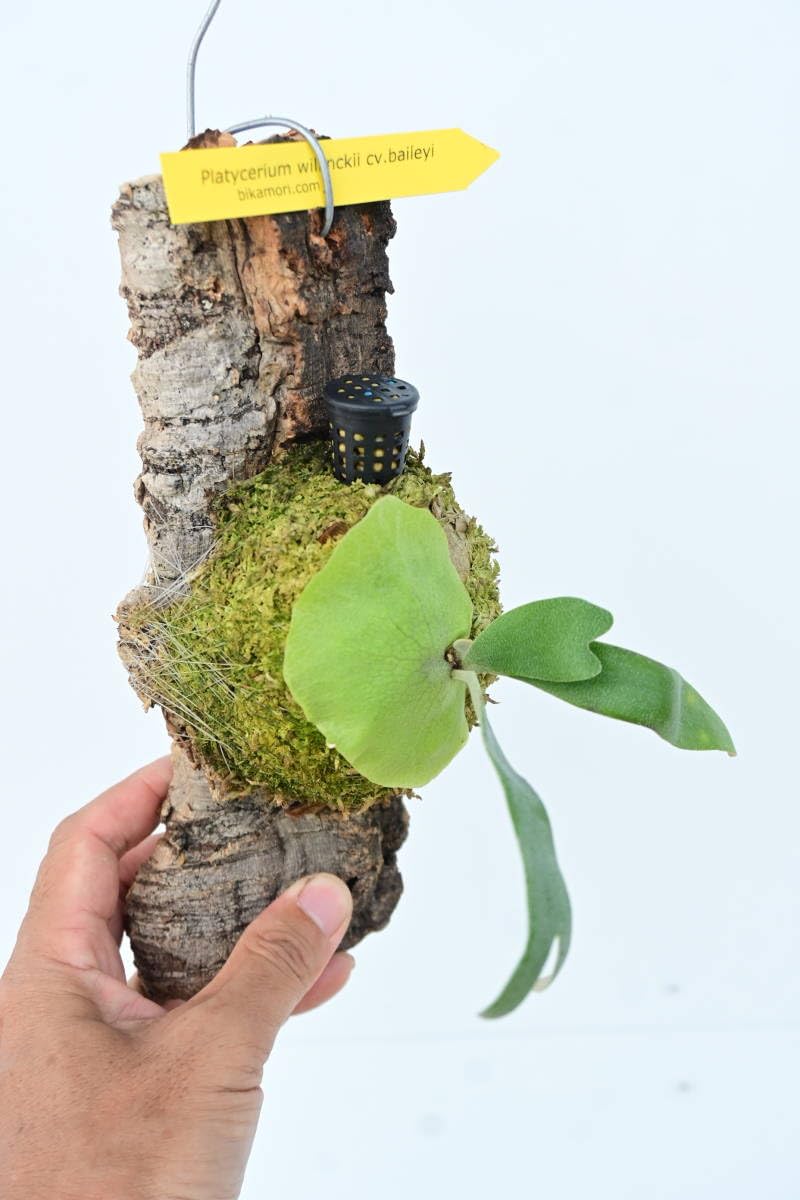 Amazon.co.jp: P.willinckii cv.baileyi (P.willinckii Dwarf) 1株限定