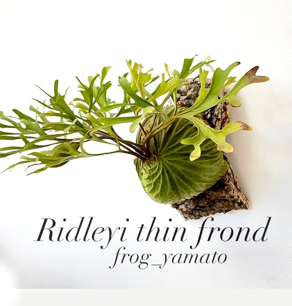 Amazon｜frog_yamato【ridleyi thin frond】リドレイ シン 細葉