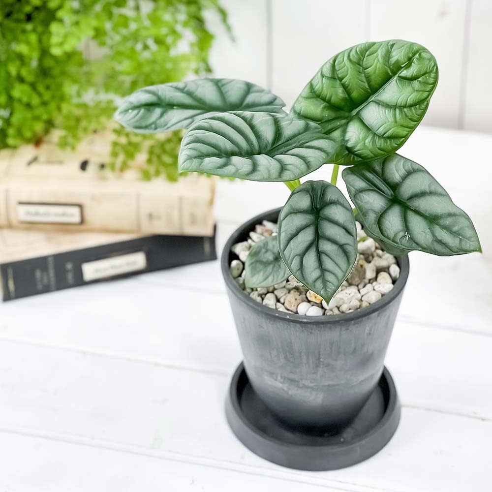 Amazon｜PLANCHU 観葉植物 アロカシア シルバードラゴン 4号樹脂鉢