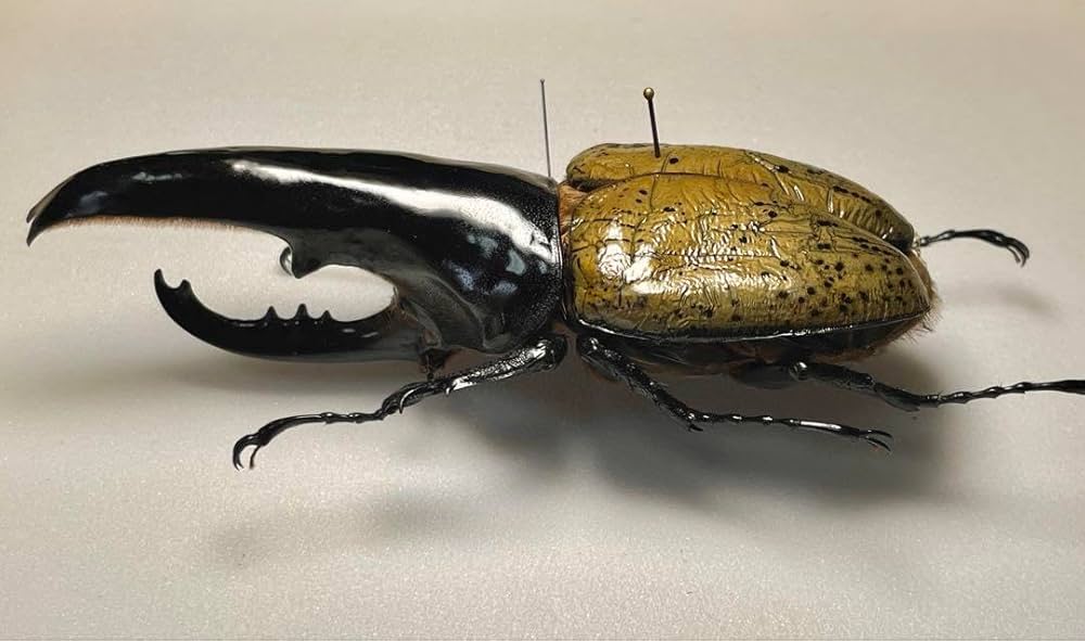 Amazon.co.jp: 昆虫標本 極太極短ヘラクレスオオカブト c68メテオ