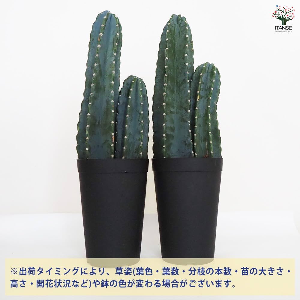 Amazon｜ITANSE 柱サボテン 2本植え 7号 1個売り【品種で選べる