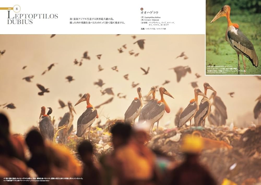世界の動物遺産 世界編・日本編 | 岩合 光昭 |本 | 通販 | Amazon