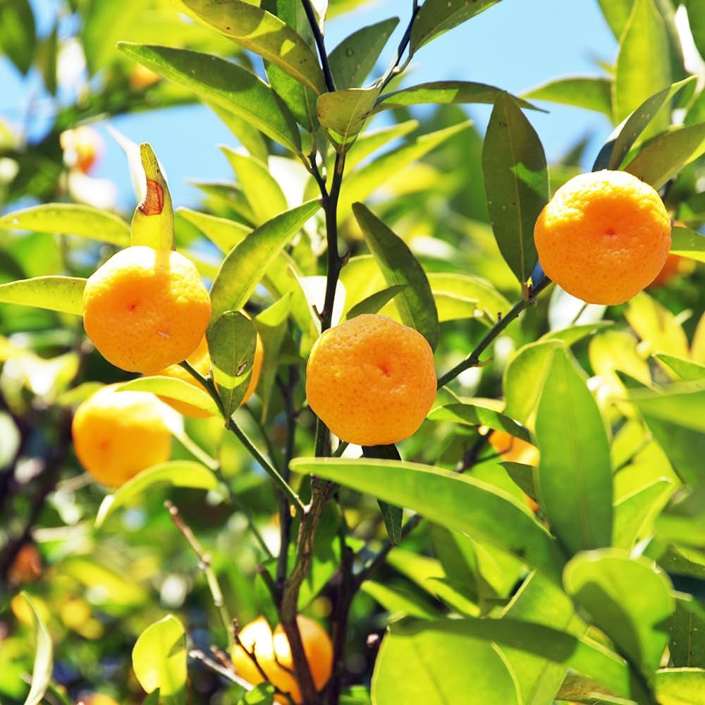 Amazon.co.jp: ITANSE 柑橘の苗 大和橘(ヤマトタチバナ) 15cm