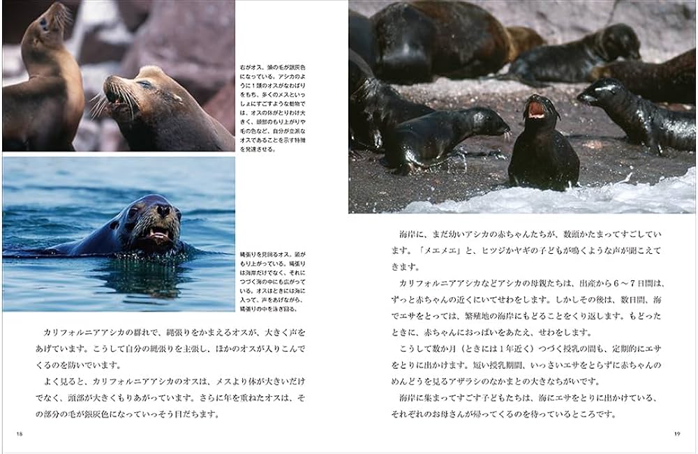 アシカとアザラシ (たくさんのふしぎ2024年10月号) | 水口博也, 水口博