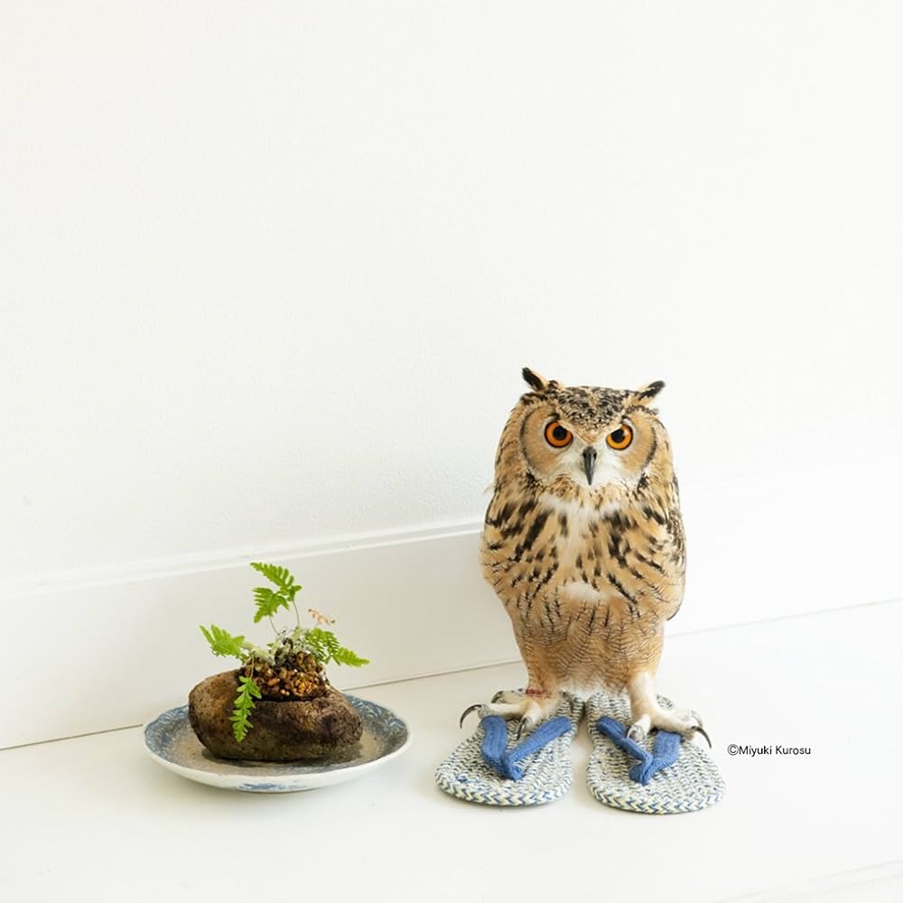 61V24BsDIWL._AC_UF1000,