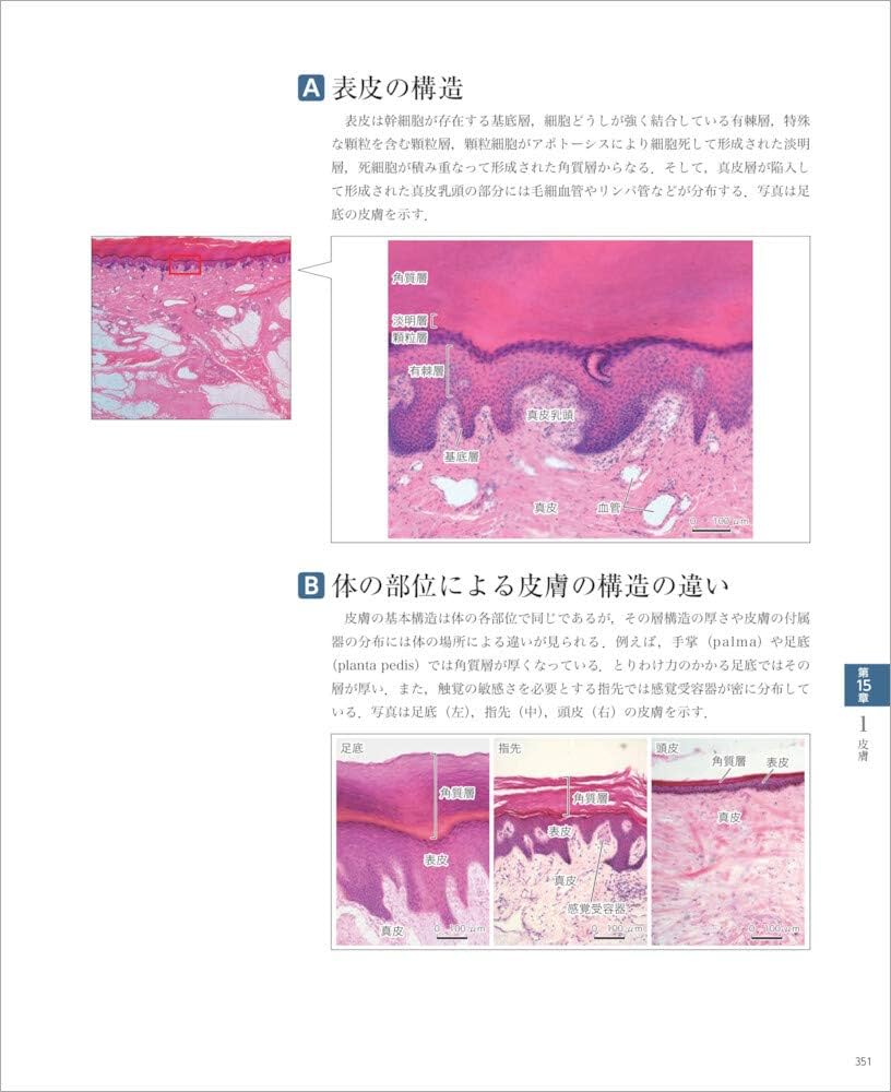 バーチャルスライド 組織学 | 駒﨑 伸二 |本 | 通販 | Amazon