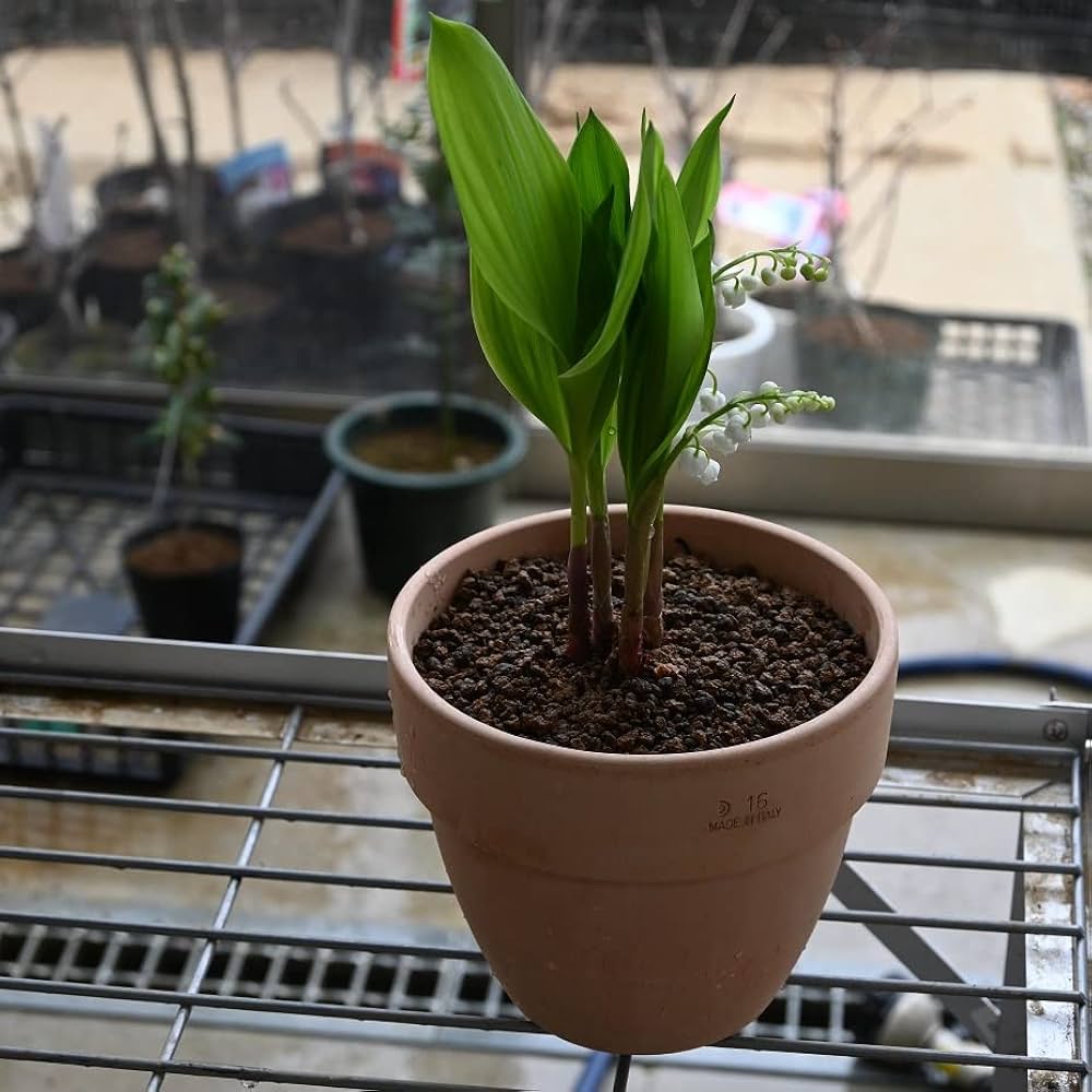 Amazon.co.jp: 鈴蘭鉢植え すずらん多年草 スズラン : DIY・工具・ガーデン