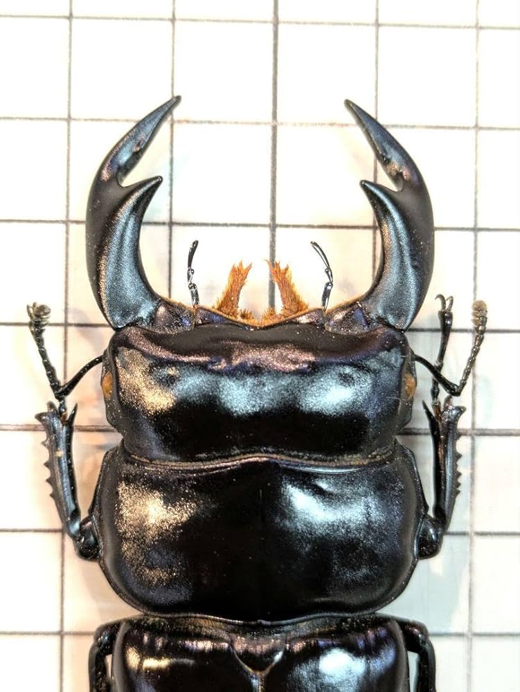 Amazon.co.jp: インドアンタエウス 81.6㎜ ラベル付 標本 アンタエウス