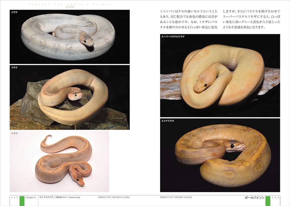Amazon.co.jp: ボールパイソン 完全飼育: 飼育、繁殖、さまざまな品種