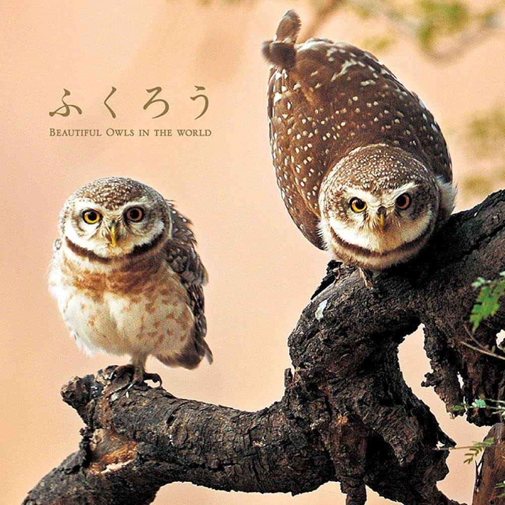 ふくろう |本 | 通販 | Amazon