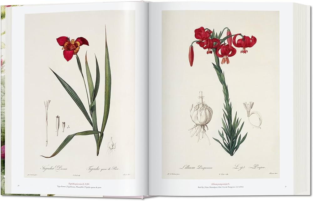Redouté. The Book of Flowers: Lack, H. Walter: 9783836568937