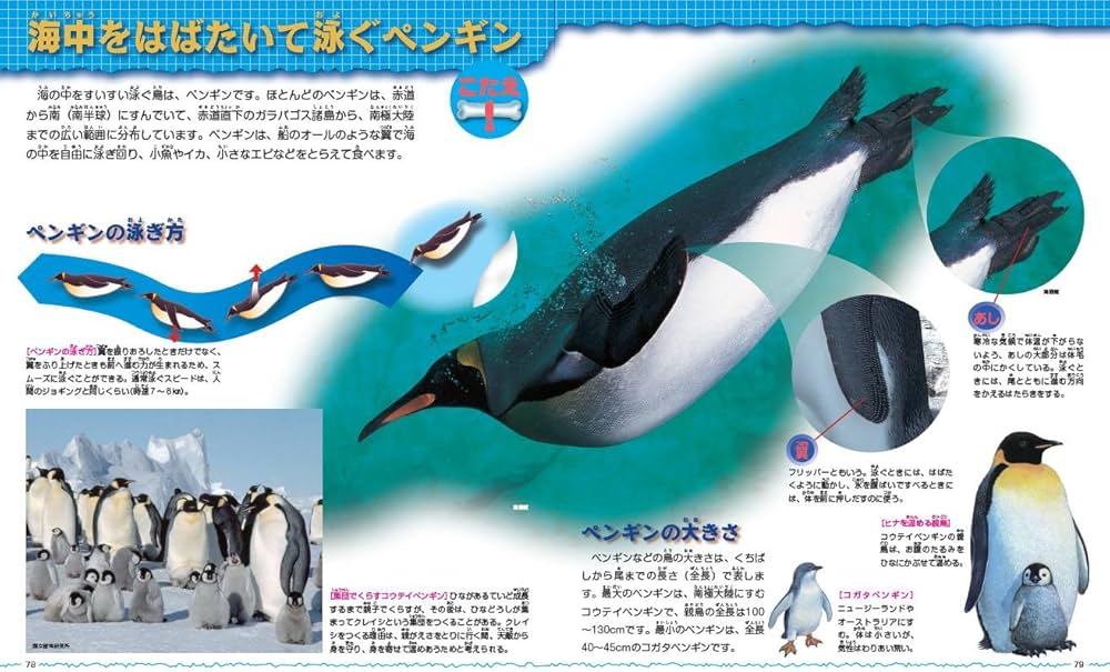 このホネなあに？ 3D動物ふしぎ図鑑 | 富田 京一 |本 | 通販 | Amazon