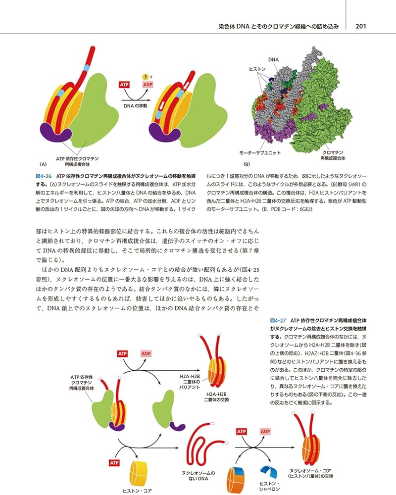 細胞の分子生物学 原書第7版 | 中村桂子, 水島昇, 塩見春彦, 三浦正幸