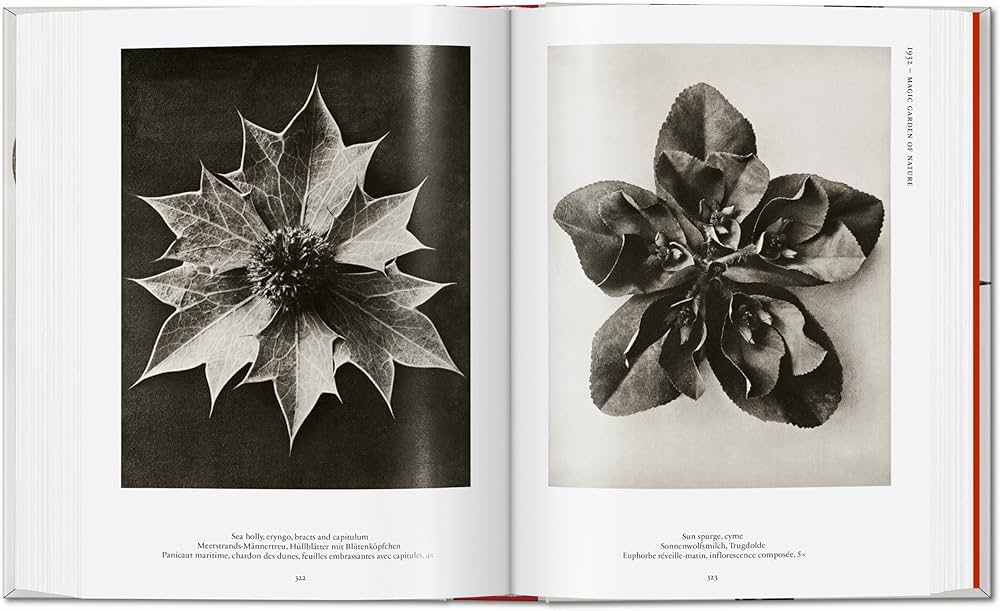Amazon.com: Karl Blossfeldt. The Complete Published Work. 45th Ed