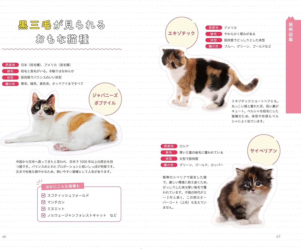 猫柄図鑑 | 山根 明弘 |本 | 通販 | Amazon