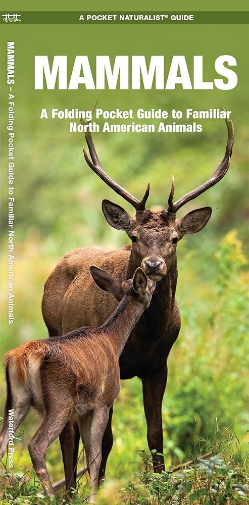 Mammals (Nature Observation North America): Kavanagh Waterford
