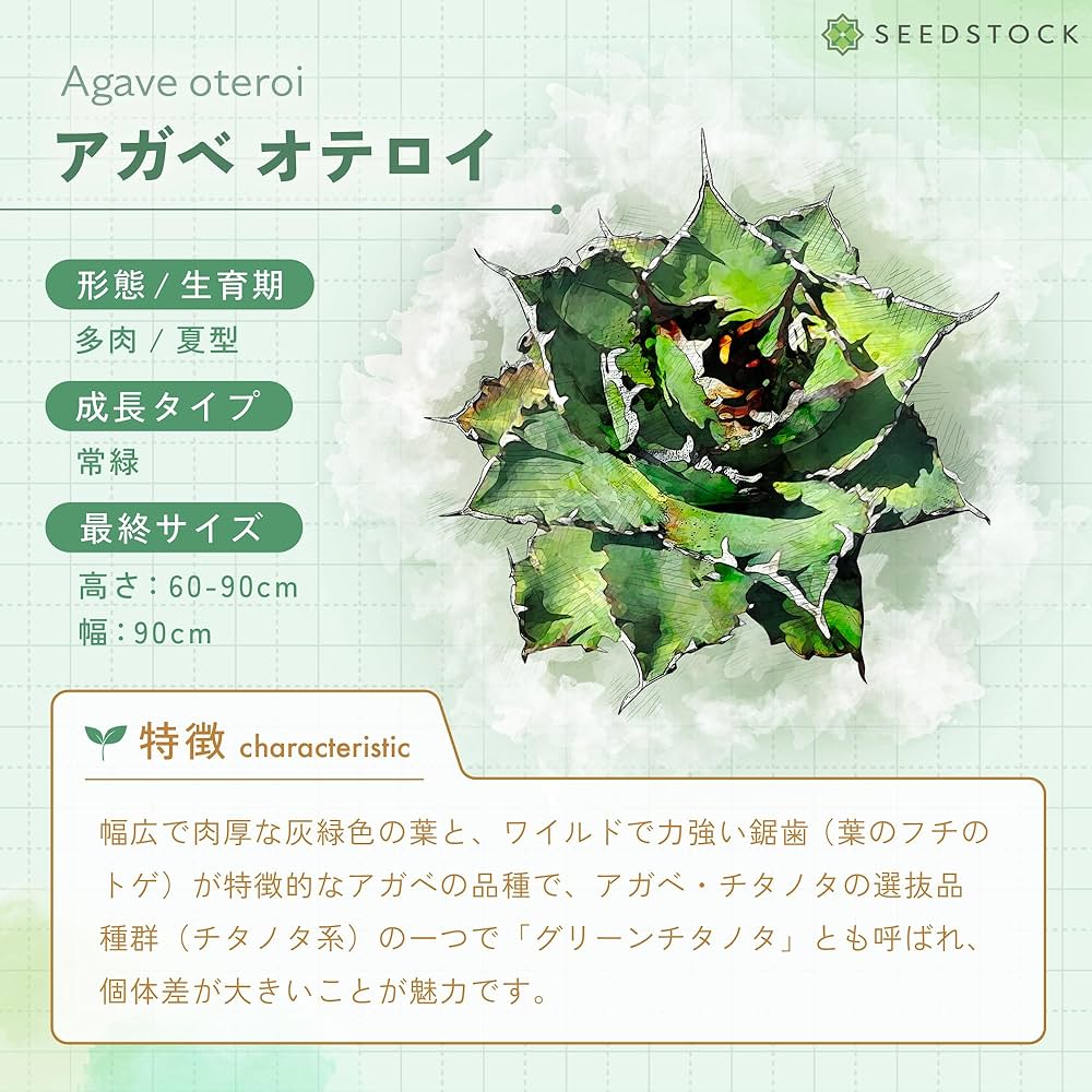 Amazon.co.jp: アガベ オテロイ 種子 50粒 Agave oteroi 多肉植物