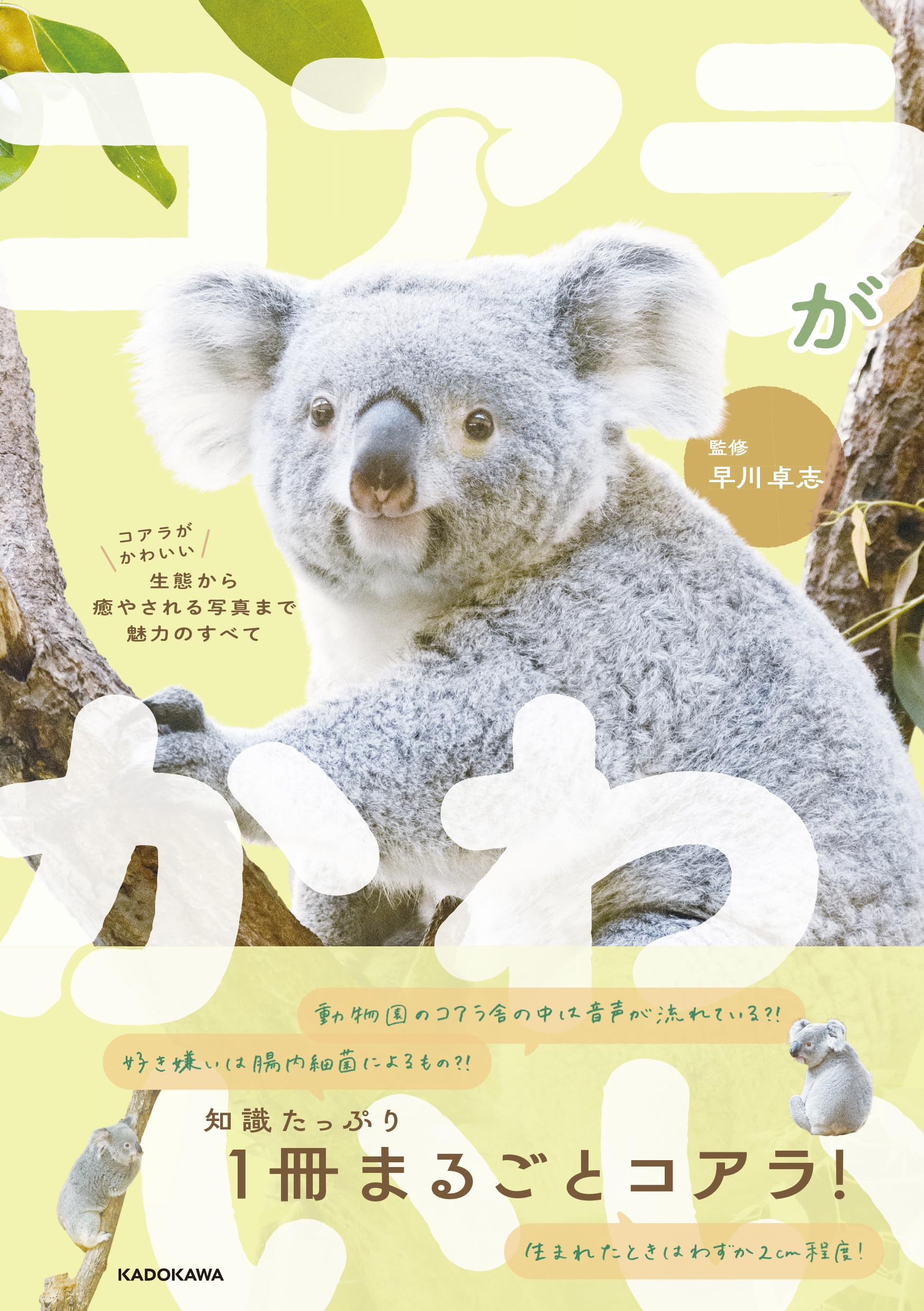 コアラがかわいい 生態から癒やされる写真まで魅力のすべて | 早川