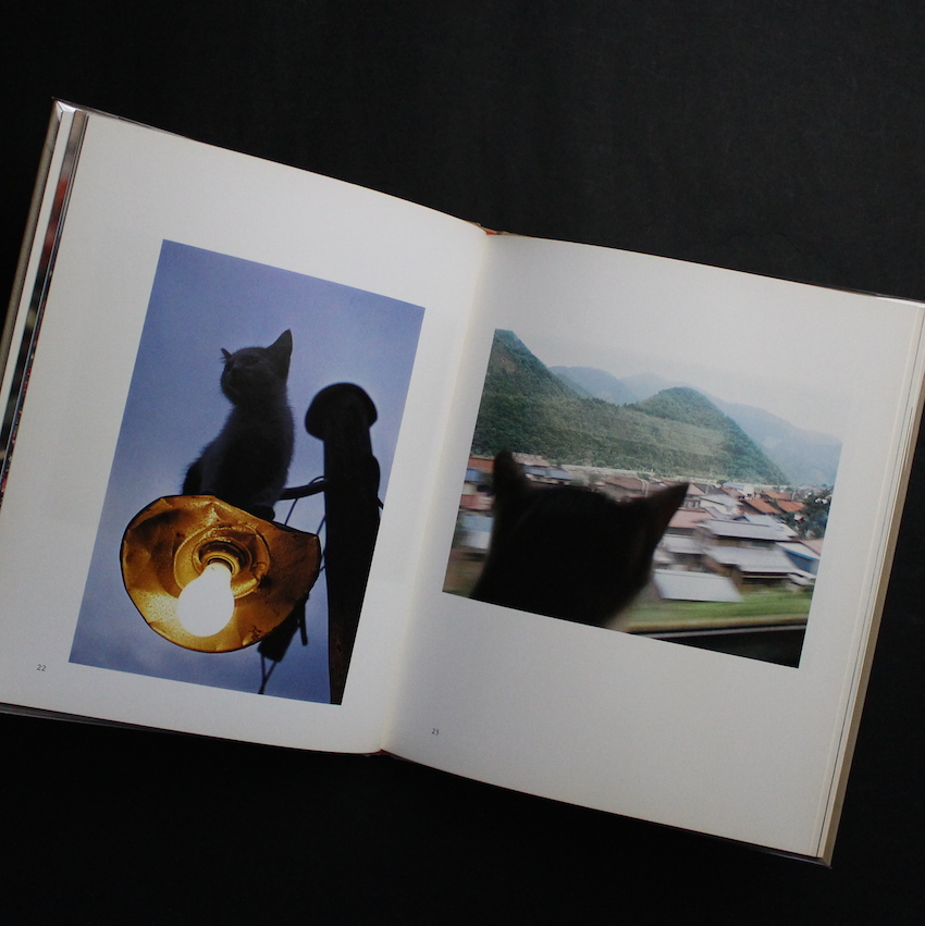 猫の麦わら帽子 / The Strawhat Cat - 深瀬 昌久 / Masahisa Fukase