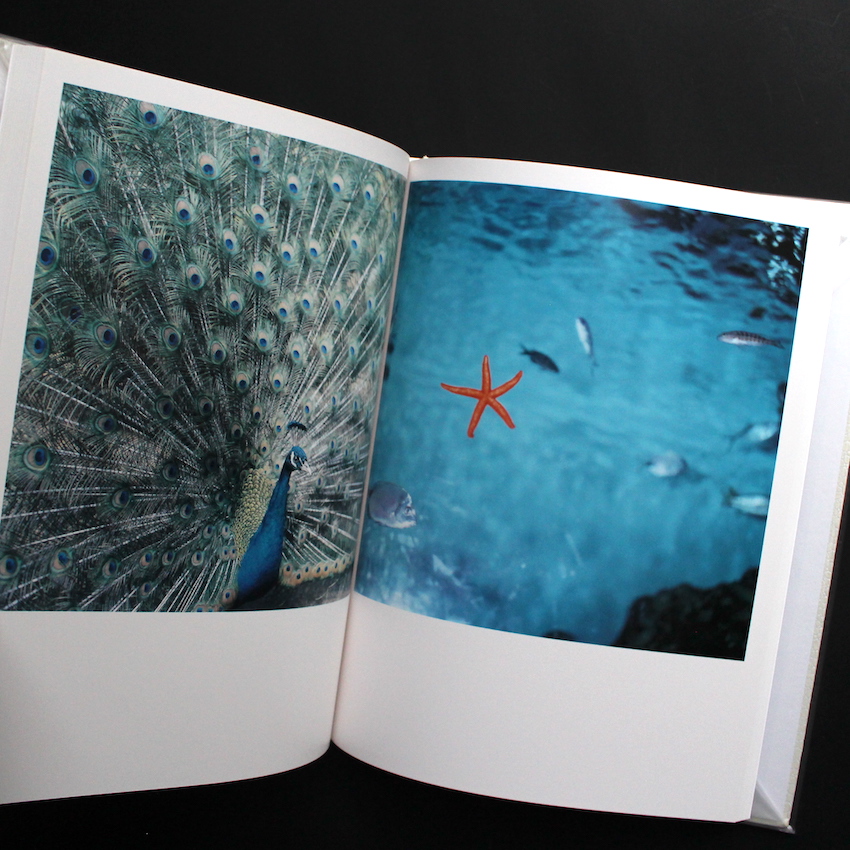 アイーラ / Aila（First Edition） - 川内 倫子 / Rinko Kawauchi