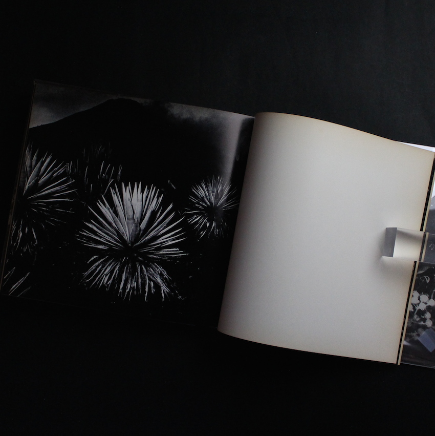 植物に（Singed） - 山村 雅昭 / Gasho Yamamura