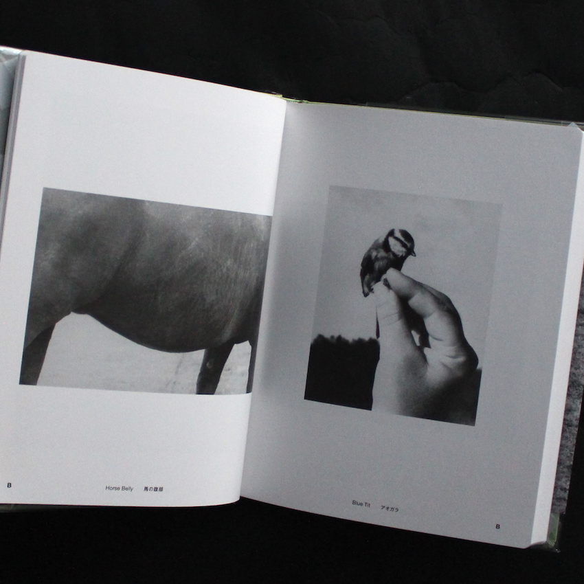 Jochen Lempert Field Guide - Jochen Lempert