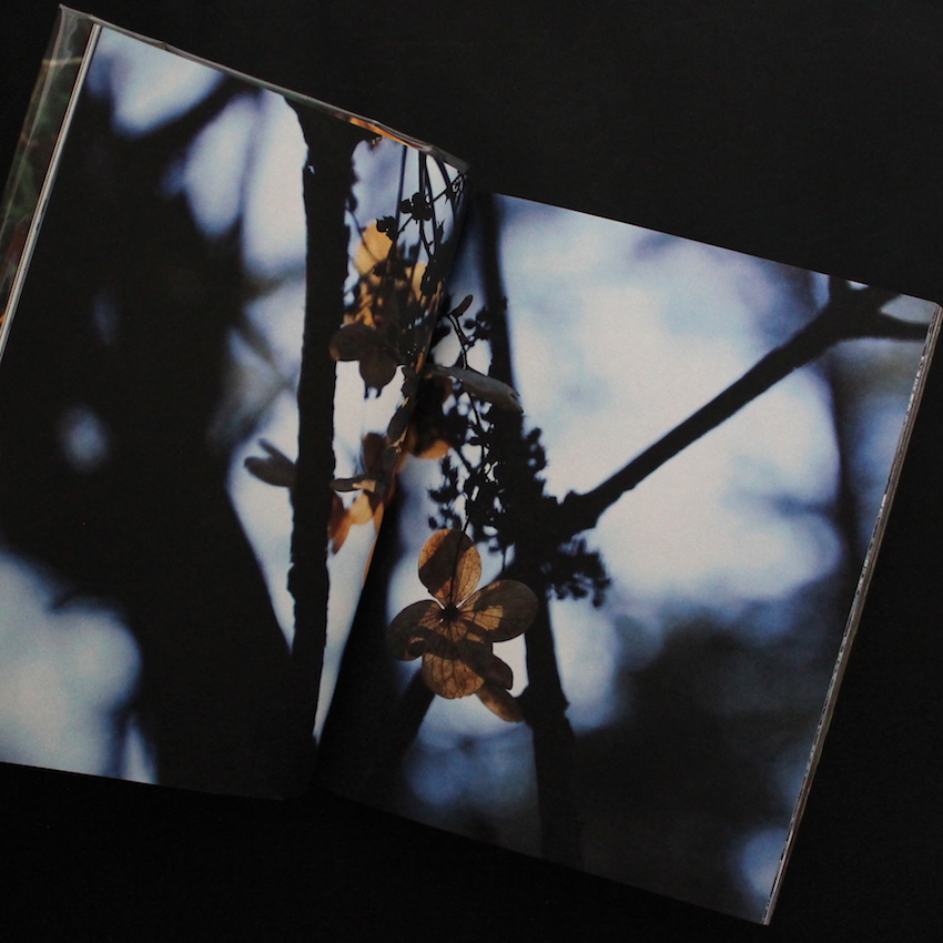 into the forest（Signed） - 田淵 三菜 / Mina Tabuchi