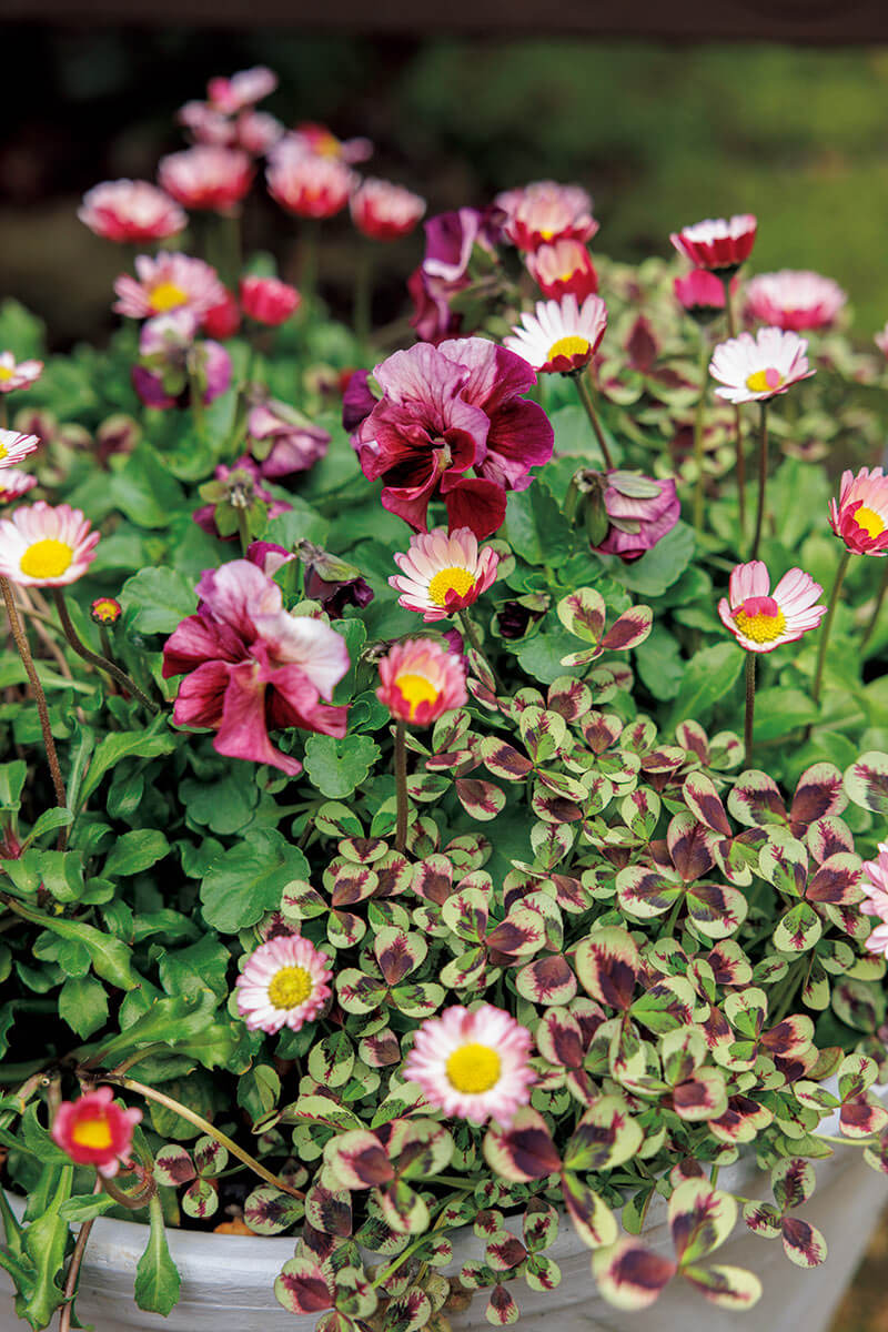 パンジー＆ビオラのシーズン到来！おすすめ品種は？寄せ植えをすてきに