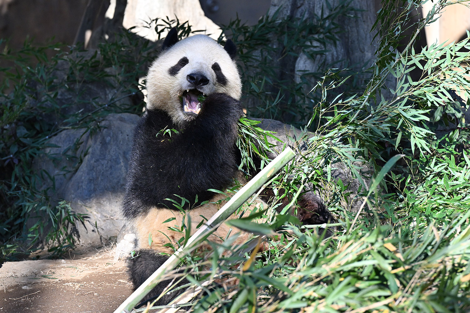 今日のパンダ（3743日目）