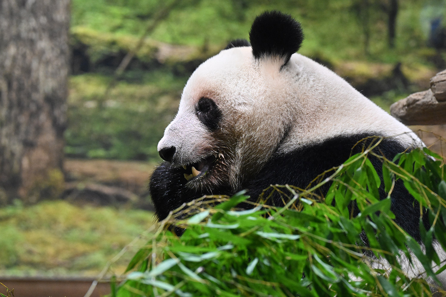 今日のパンダ（4043日目）