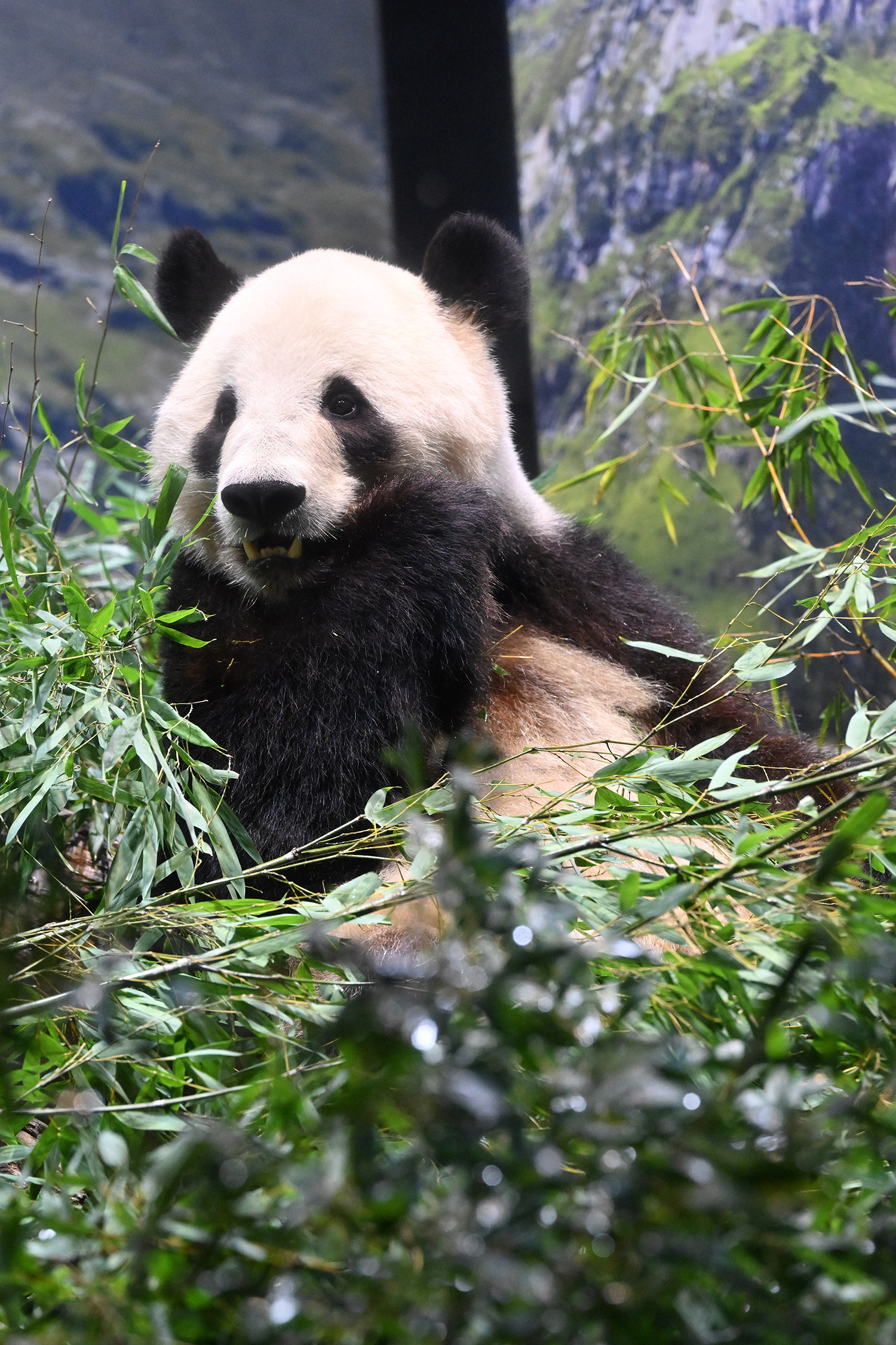 今日のパンダ（4043日目）