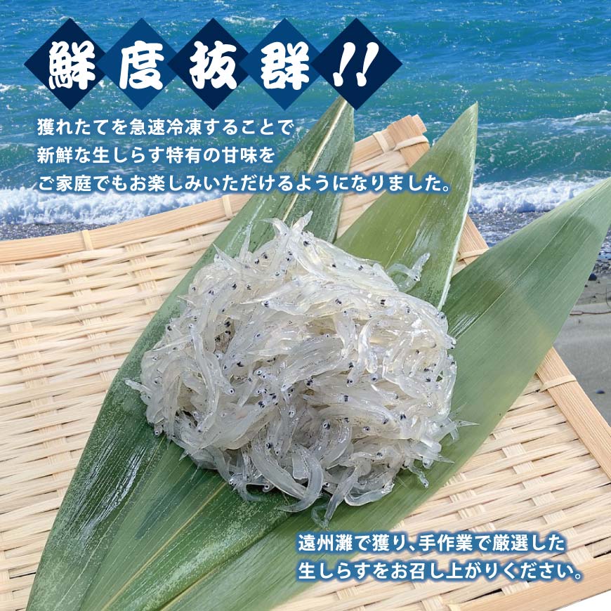 遠州灘産冷凍生しらす 100g8パックセット - 浜名湖産直マーケット
