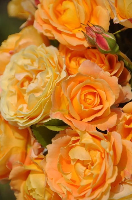 バラ苗【中苗】ラドルチェヴィータ 国産苗 6号鉢植え品［農林水産省